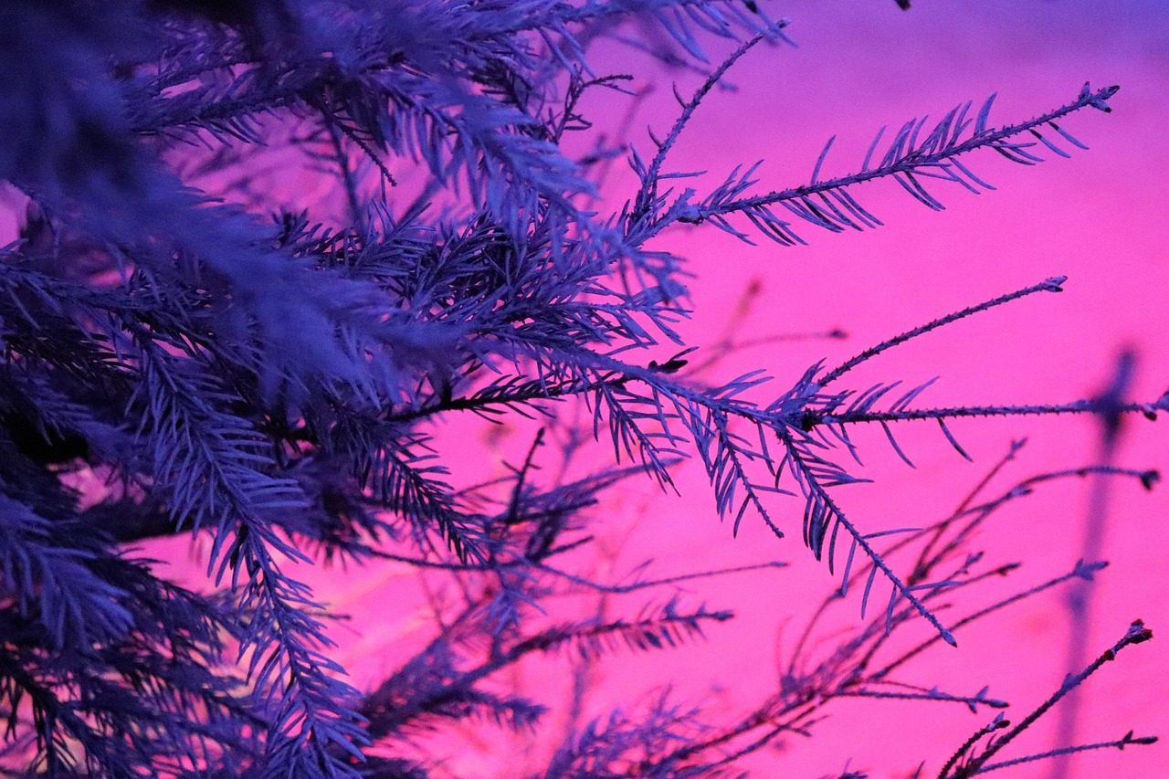 fir-4709032_1280